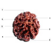 Load image into Gallery viewer, 7 Mukhi Hybrid Rudraksha - Bead No.69
