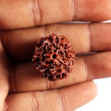 Load image into Gallery viewer, 7 Mukhi Hybrid Rudraksha - Bead No.69
