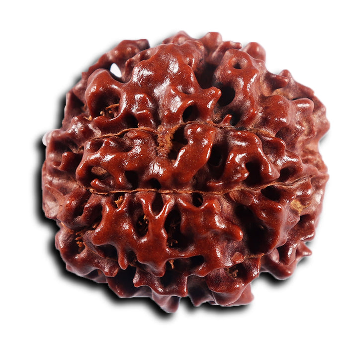 7 Mukhi Hybrid Rudraksha - Bead No.69