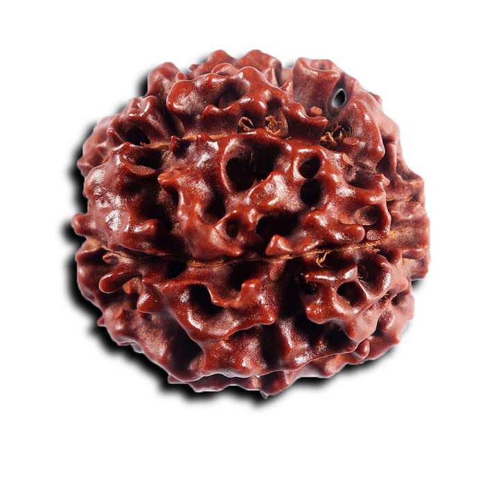 7 Mukhi Hybrid Rudraksha - Bead No.69