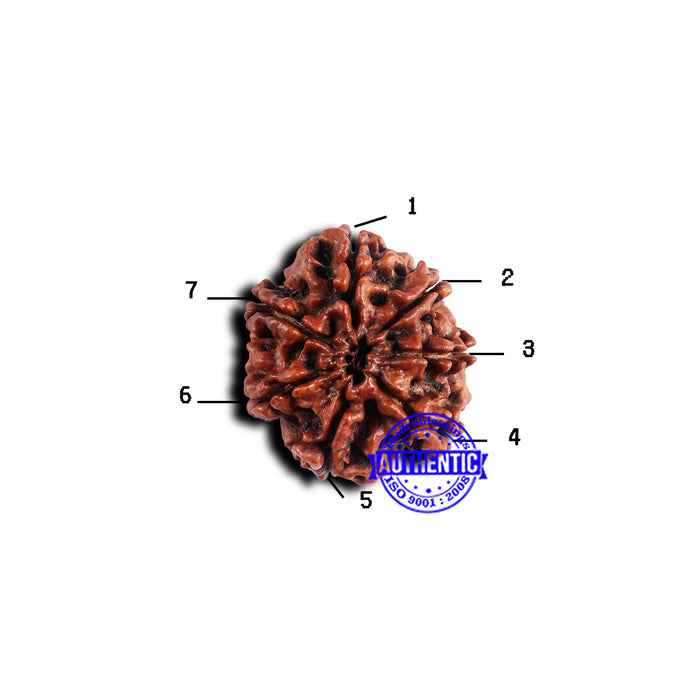 7 Mukhi Nepalese Rudraksha - Bead No. 657