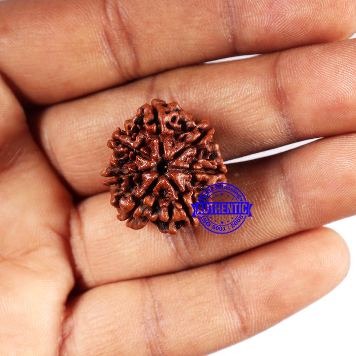 7 Mukhi Nepalese Rudraksha - Bead No. 657