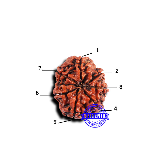 7 Mukhi Nepalese Rudraksha - Bead No. 658