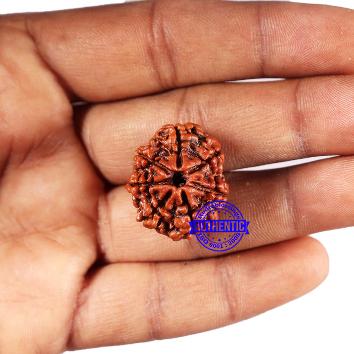 7 Mukhi Nepalese Rudraksha - Bead No. 658