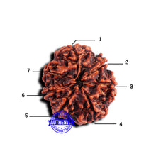 Load image into Gallery viewer, 7 Mukhi Nepalese Rudraksha - Bead No 660
