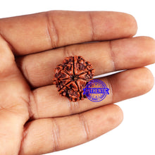 Load image into Gallery viewer, 7 Mukhi Nepalese Rudraksha - Bead No 660
