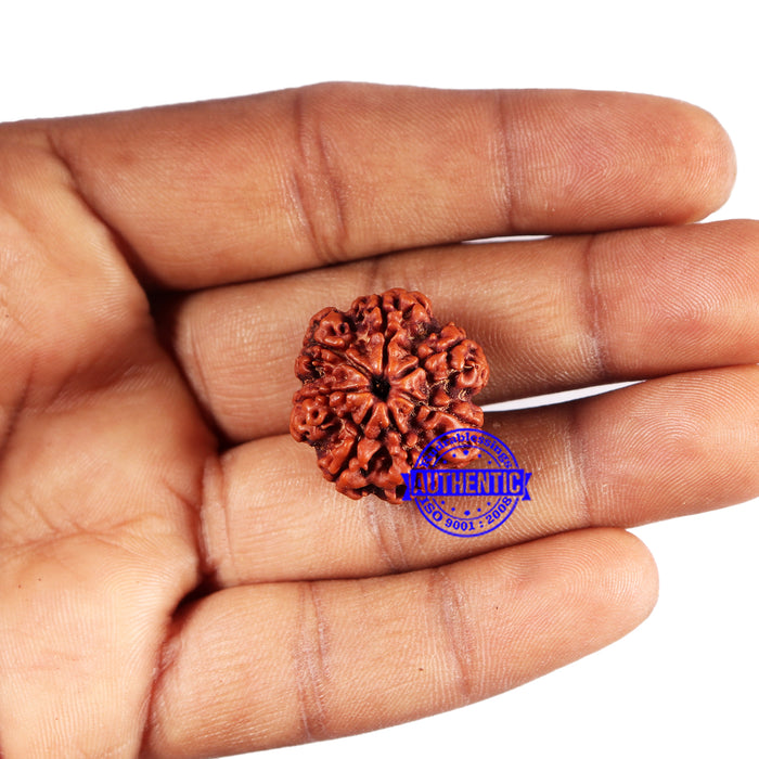 7 Mukhi Nepalese Rudraksha - Bead No 661