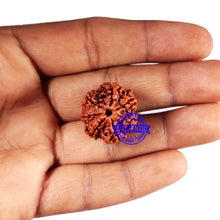Load image into Gallery viewer, 7 Mukhi Nepalese Rudraksha - Bead No 662
