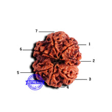 Load image into Gallery viewer, 7 Mukhi Nepalese Rudraksha - Bead No 663
