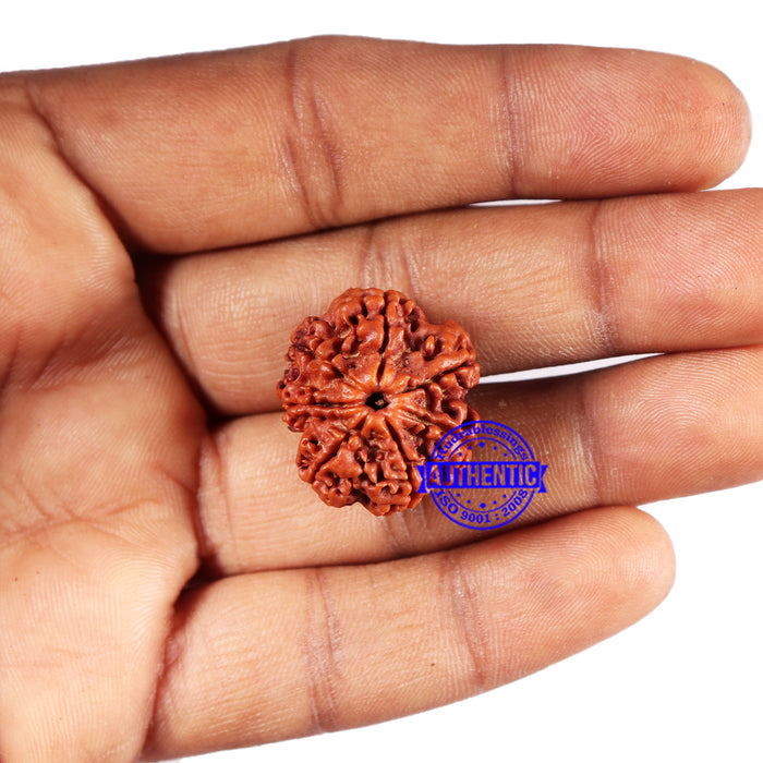 7 Mukhi Nepalese Rudraksha - Bead No 663