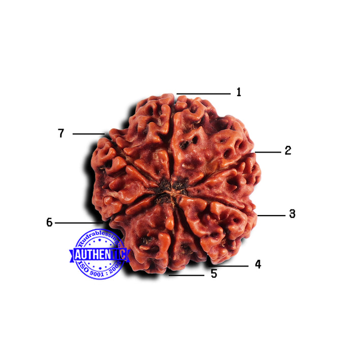 7 Mukhi Nepalese Rudraksha - Bead No 665
