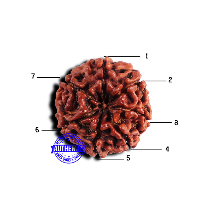 7 Mukhi Nepalese Rudraksha - Bead No 666