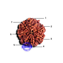 Load image into Gallery viewer, 7 Mukhi Nepalese Rudraksha - Bead No 668

