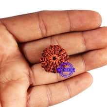 Load image into Gallery viewer, 7 Mukhi Nepalese Rudraksha - Bead No 668

