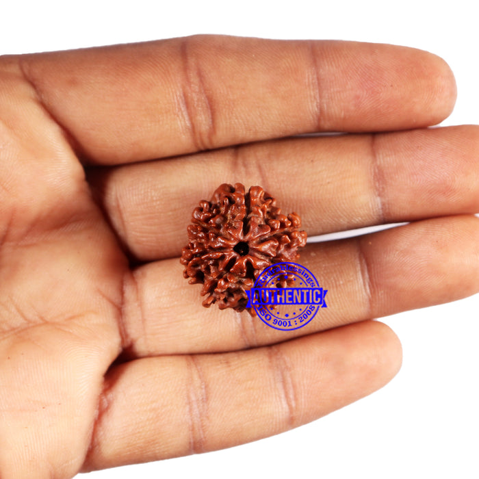 7 Mukhi Nepalese Rudraksha - Bead No 669