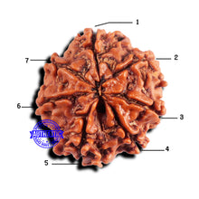 Load image into Gallery viewer, 7 Mukhi Nepalese Rudraksha - Bead No 670
