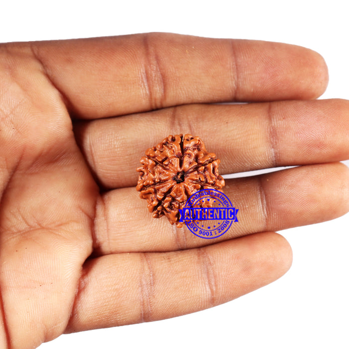 7 Mukhi Nepalese Rudraksha - Bead No 670