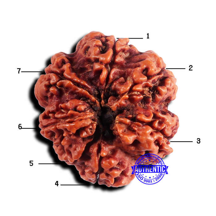 7 Mukhi Nepalese Rudraksha - Bead No 672