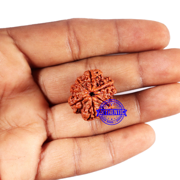 7 Mukhi Nepalese Rudraksha - Bead No 672