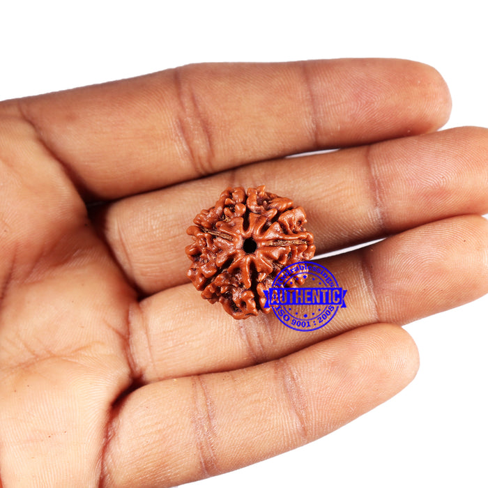7 Mukhi Nepalese Rudraksha - Bead No 673