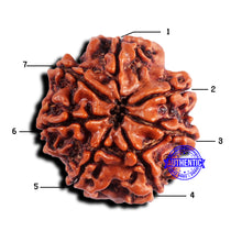 Load image into Gallery viewer, 7 Mukhi Nepalese Rudraksha - Bead No 674
