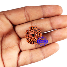 Load image into Gallery viewer, 7 Mukhi Nepalese Rudraksha - Bead No 674
