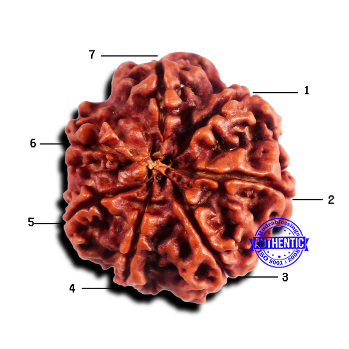 7 Mukhi Nepalese Rudraksha - Bead No 675
