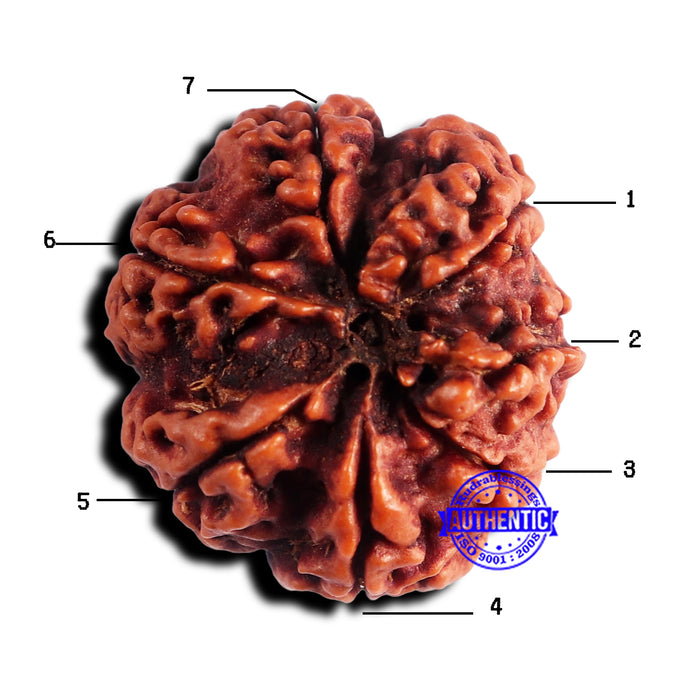 7 Mukhi Nepalese Rudraksha - Bead No 676