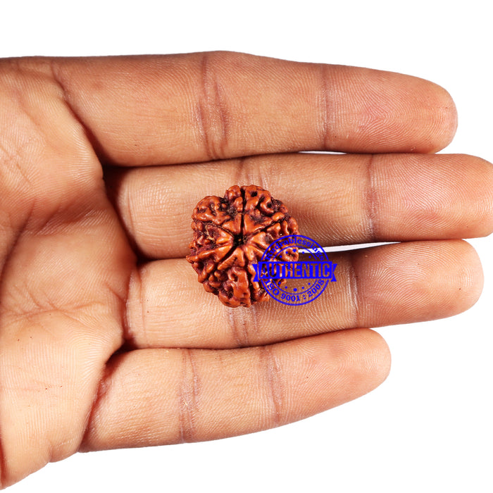 7 Mukhi Nepalese Rudraksha - Bead No 676