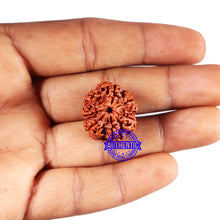 Load image into Gallery viewer, 7 Mukhi Nepalese Rudraksha - Bead No 677
