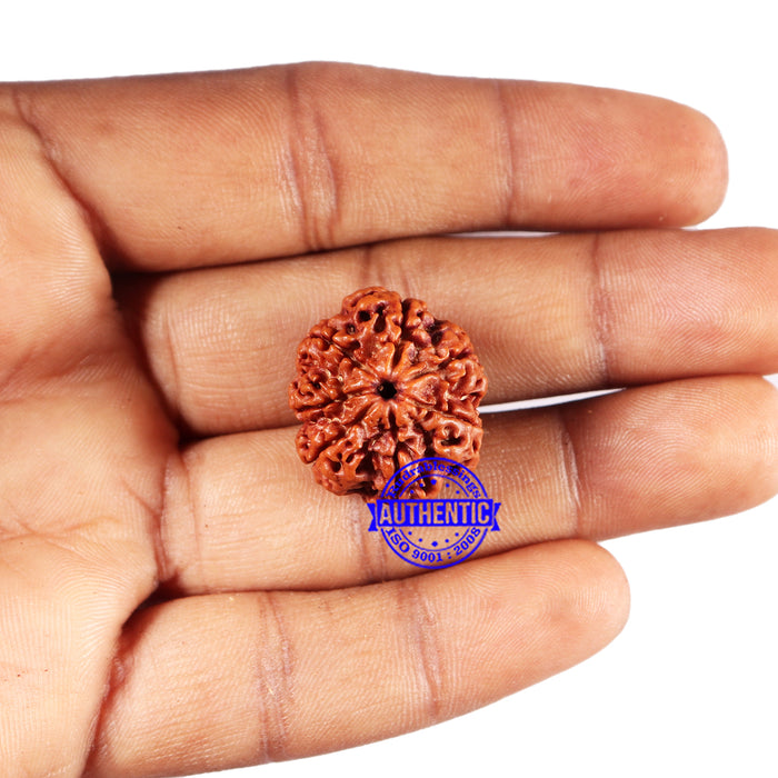 7 Mukhi Nepalese Rudraksha - Bead No 677
