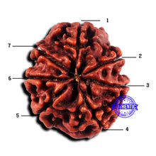 Load image into Gallery viewer, 7 Mukhi Nepalese Rudraksha - Bead No 678
