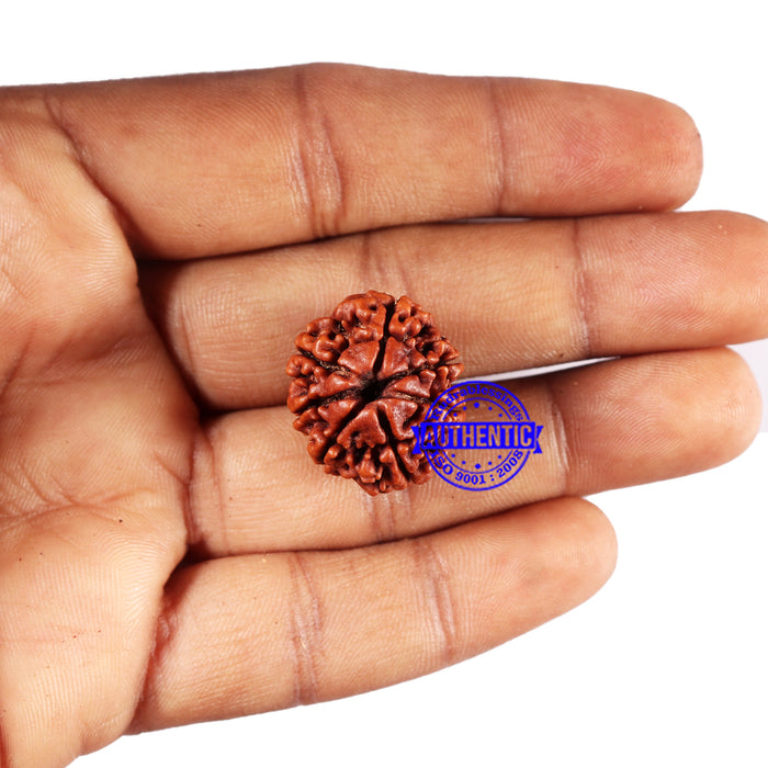 7 Mukhi Nepalese Rudraksha - Bead No 678
