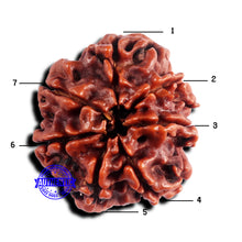 Load image into Gallery viewer, 7 Mukhi Nepalese Rudraksha - Bead No 679

