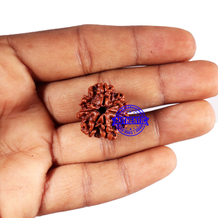 7 Mukhi Nepalese Rudraksha - Bead No 679