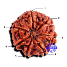 Load image into Gallery viewer, 7 Mukhi Nepalese Rudraksha - Bead No 680
