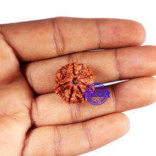 Load image into Gallery viewer, 7 Mukhi Nepalese Rudraksha - Bead No 680
