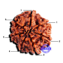 Load image into Gallery viewer, 7 Mukhi Nepalese Rudraksha - Bead No 681
