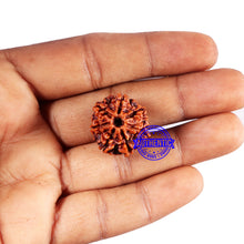 Load image into Gallery viewer, 7 Mukhi Nepalese Rudraksha - Bead No 682
