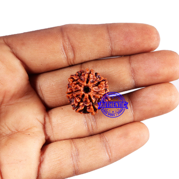 7 Mukhi Nepalese Rudraksha - Bead No 682