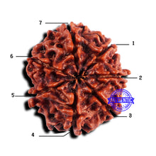 Load image into Gallery viewer, 7 Mukhi Nepalese Rudraksha - Bead No 683
