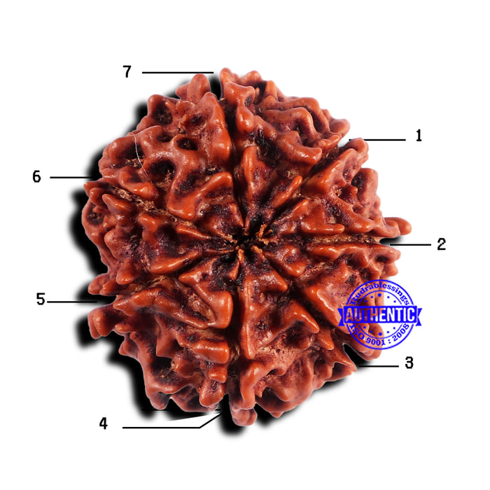 7 Mukhi Nepalese Rudraksha - Bead No 683