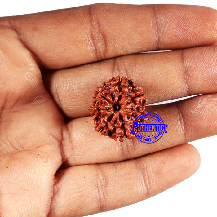 7 Mukhi Nepalese Rudraksha - Bead No 683