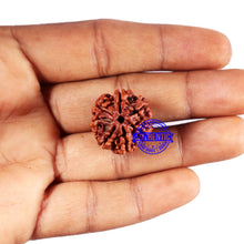 Load image into Gallery viewer, 7 Mukhi Nepalese Rudraksha - Bead No 685
