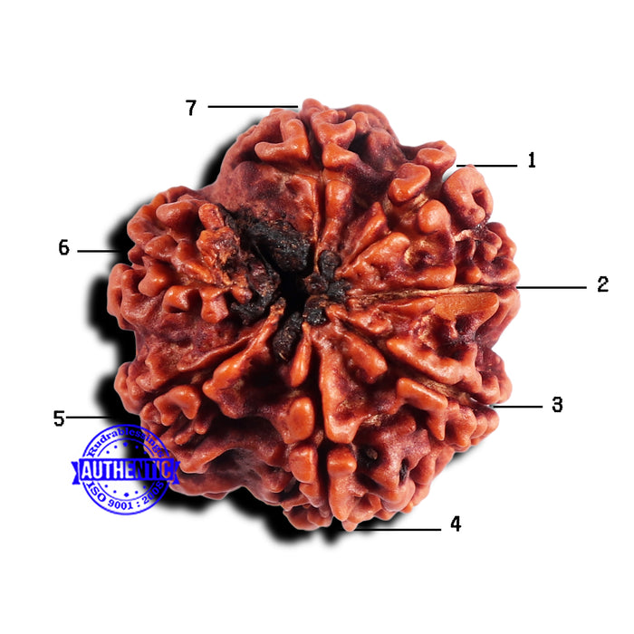 7 Mukhi Nepalese Rudraksha - Bead No 686