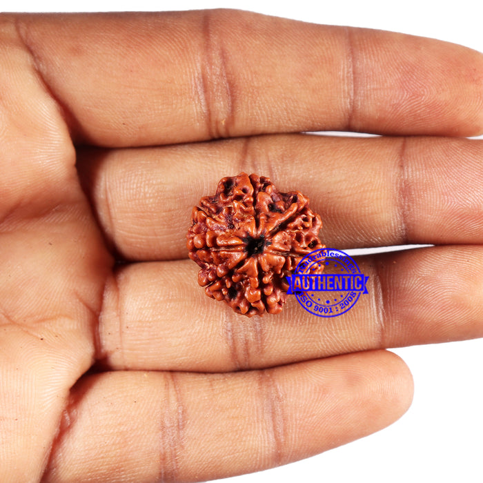 7 Mukhi Nepalese Rudraksha - Bead No 686