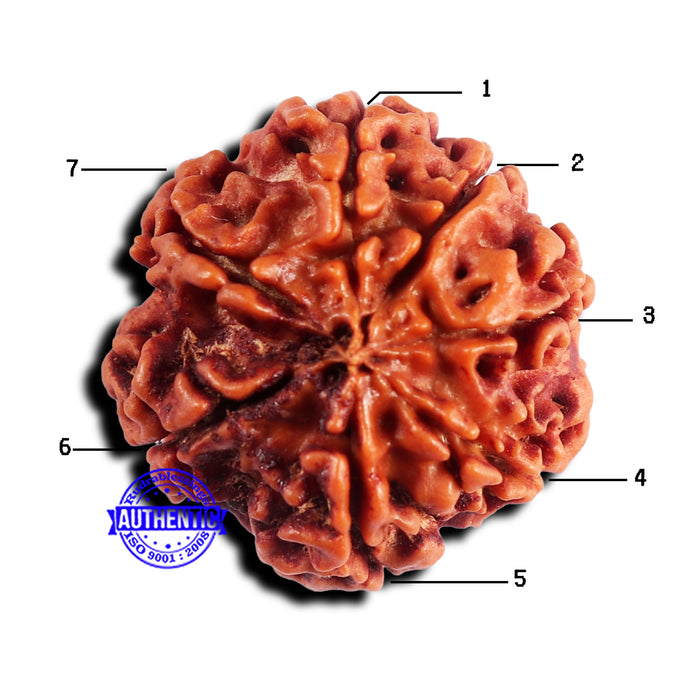 7 Mukhi Nepalese Rudraksha - Bead No 687