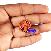 Load image into Gallery viewer, 7 Mukhi Nepalese Rudraksha - Bead No 687

