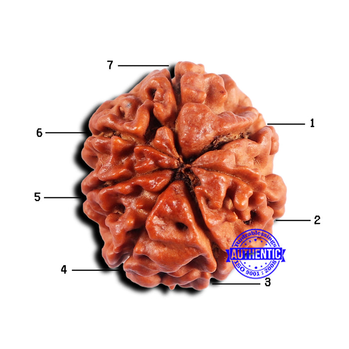 7 Mukhi Nepalese Rudraksha - Bead No 688