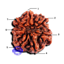 Load image into Gallery viewer, 7 Mukhi Nepalese Rudraksha - Bead No 690
